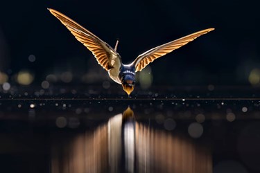 عکاسی طبیعت؛ سرشار از زندگی و پویایی 