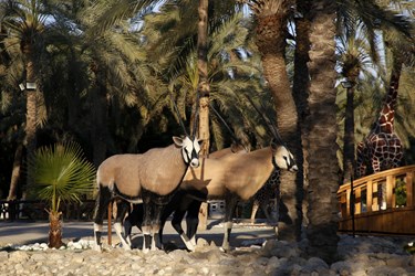 «باغ وحش مصنوعی» بندرعباس