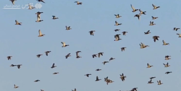 آغاز سرشماری پرندگان در تالاب فریدونکنار