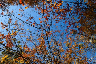 رد پای پاییز در زمستان