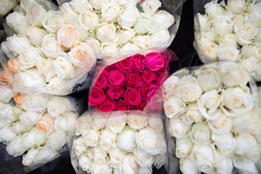 انواع گل ها در بازار گل محلاتی برای روز مادر،سه شنبه 12 دی 1402