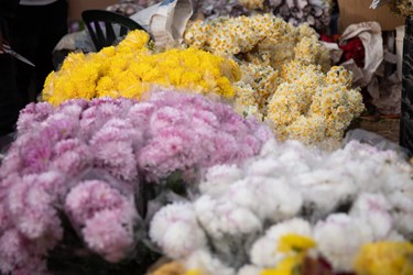 انواع گل ها در بازار گل محلاتی جهت فروش در آستانه روز مادر،سه شنبه 12 دی 1402
