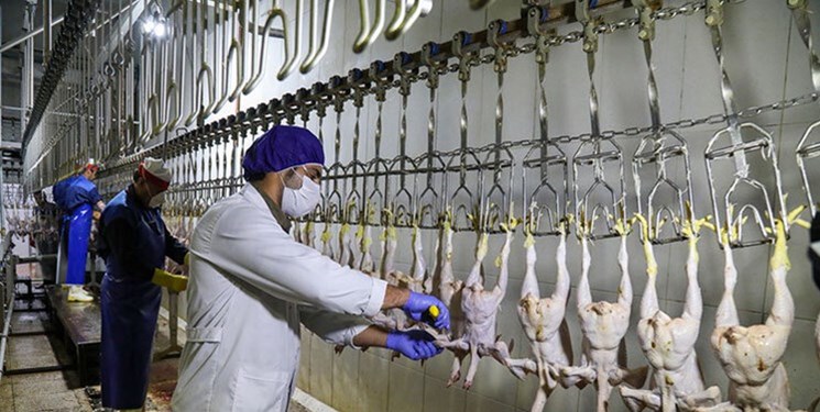 ارتقای کیفیت کشتارگاه‌های مرغ در همدان