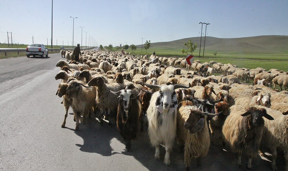 «ایل زوله»؛ حکایتی از عشایر سرگردان بین مبدا و مقصد