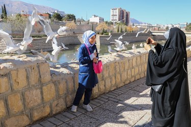 «شیراز گذرانی»  میهمانان زمستانه 