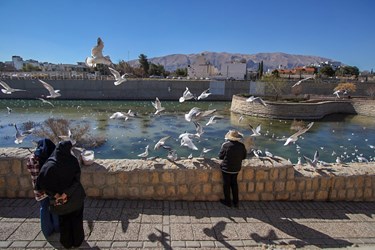 «شیراز گذرانی»  میهمانان زمستانه 