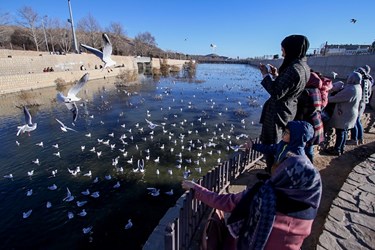 «شیراز گذرانی»  میهمانان زمستانه 