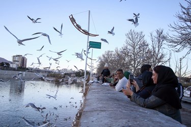 «شیراز گذرانی»  میهمانان زمستانه 