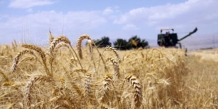 جابه‌جا شدن رکورد تولید گندم خراسان‌جنوبی با برداشت 12 تن در دشت درح سربیشه