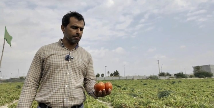 کاهش عوارض صادرات گوجه‌فرنگی به ۱۰ درصد+ فیلم
