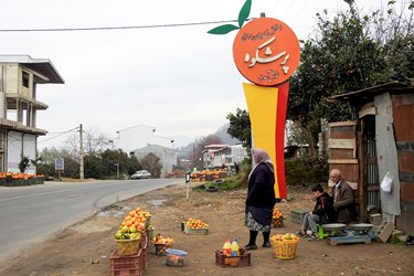 پرتقالِ «پَرَشکوه» 