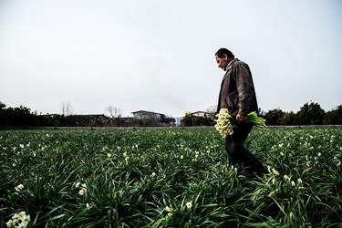برداشت گل نرگس در مازندران