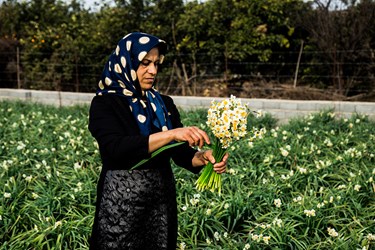 برداشت گل نرگس در مازندران