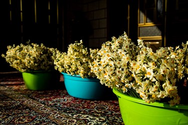 برداشت گل نرگس در مازندران
