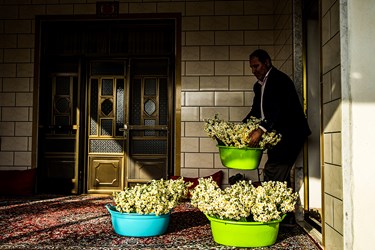 برداشت گل نرگس در مازندران