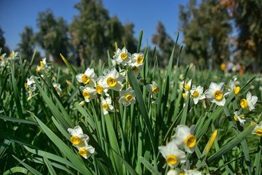 نرگس زار بهبهانِ«خوزستان»