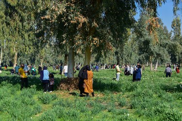 نرگس زار بهبهانِ«خوزستان»