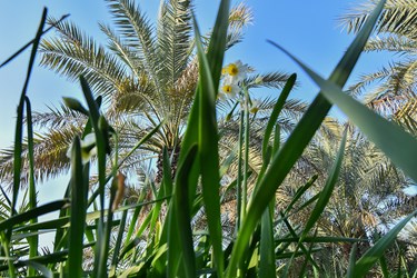 نرگس زار بهبهانِ«خوزستان»