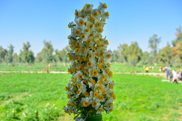 نرگس زار بهبهانِ«خوزستان»