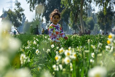 نرگس زار بهبهانِ«خوزستان»