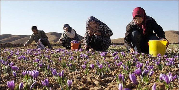 سربیشه 21 صندوق اعتبارات خرد زنان روستایی و عشایری دارد