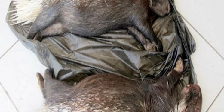 دستگیری ۴ شکارچی غیرمجاز حیوانات وحشی در «بدره»