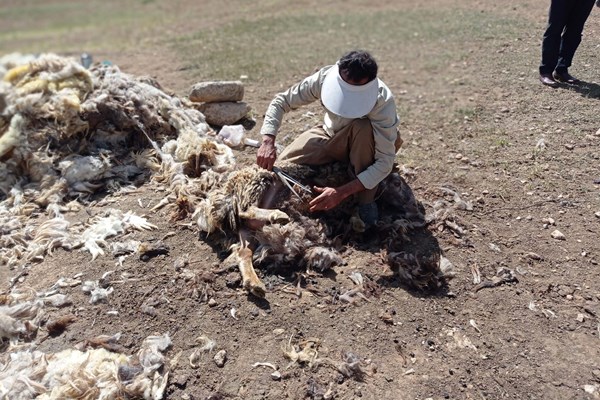 کلاهی که بر سر پشم عشایر می‌رود