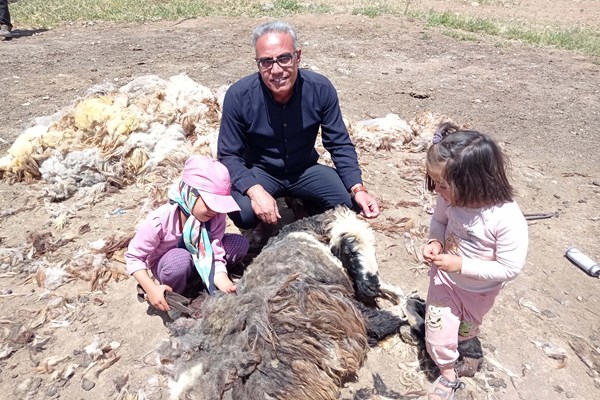 کلاهی که بر سر پشم عشایر می‌رود