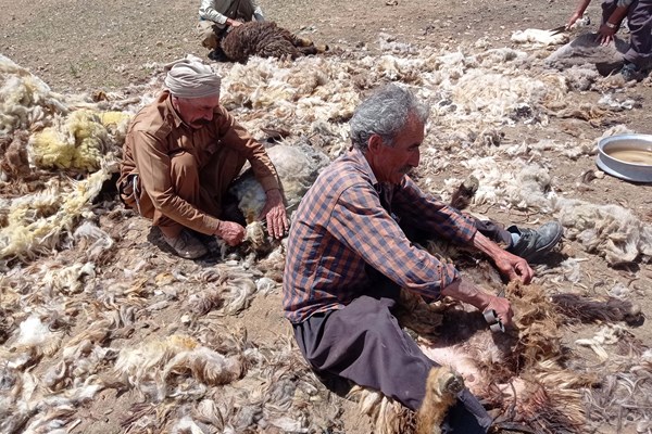 کلاهی که بر سر پشم عشایر می‌رود