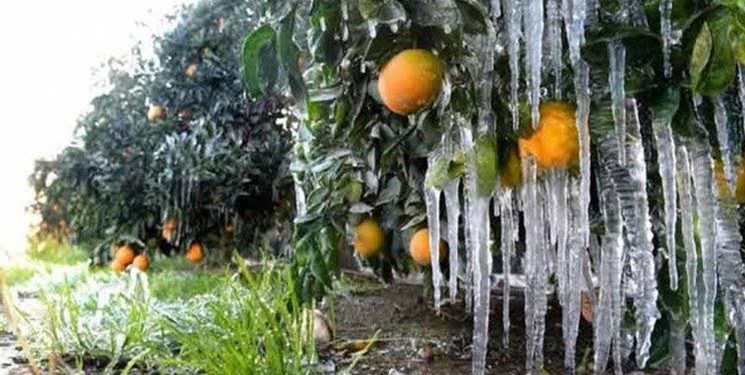 تشدید یخبندان صبحگاهی از فردا صبح در زنجان