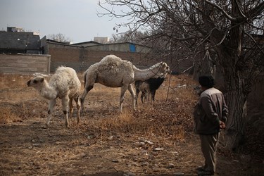 حیوانات «خانه نوری»