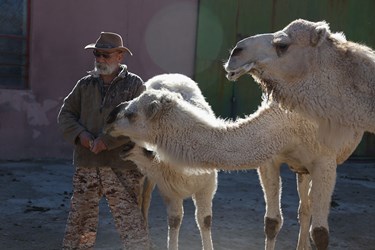 حیوانات «خانه نوری»