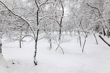 بارش برف در تهران