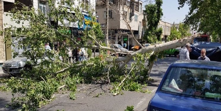 طوفان بیش از ۱۰۰ اصله درخت را در شهر کرمان شکست